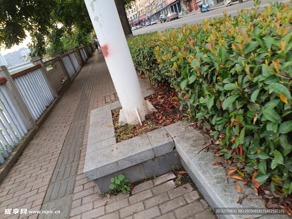 城市街边绿植景观