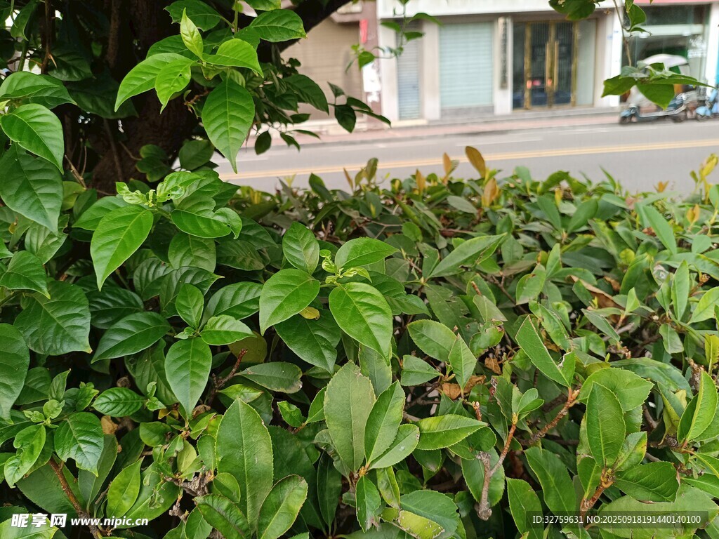绿叶植物特写