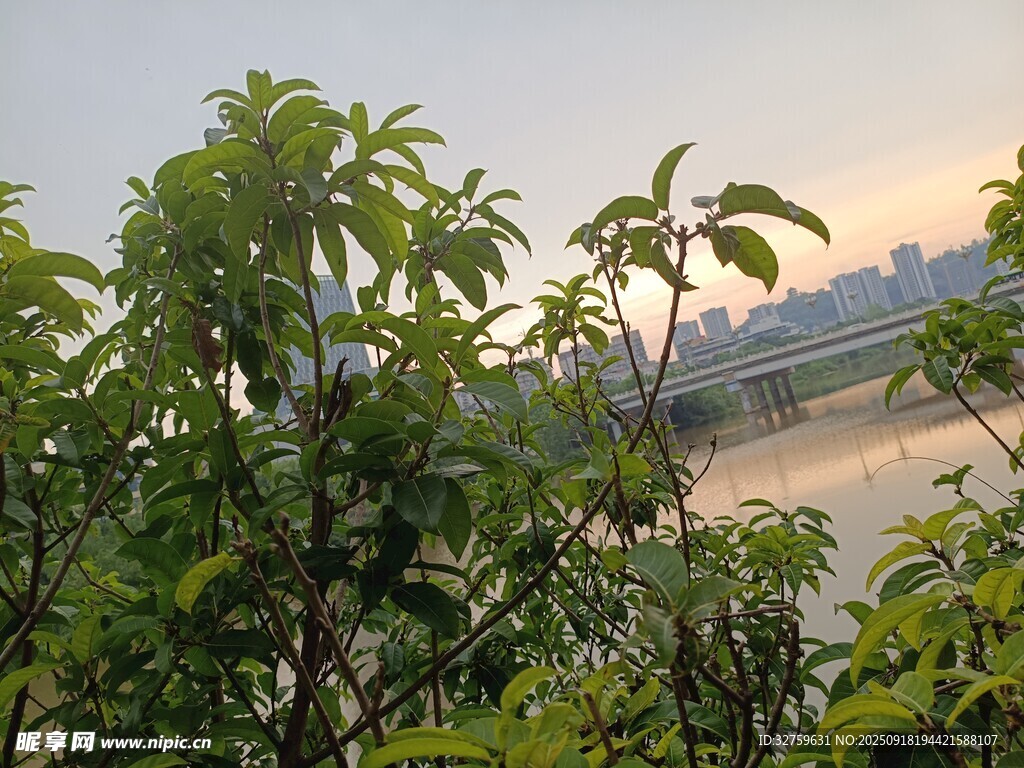 黄昏下的绿植与远处景致