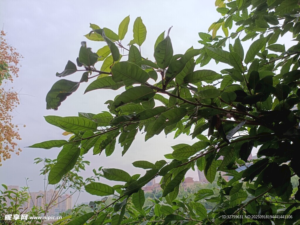 绿叶繁茂的生机景象