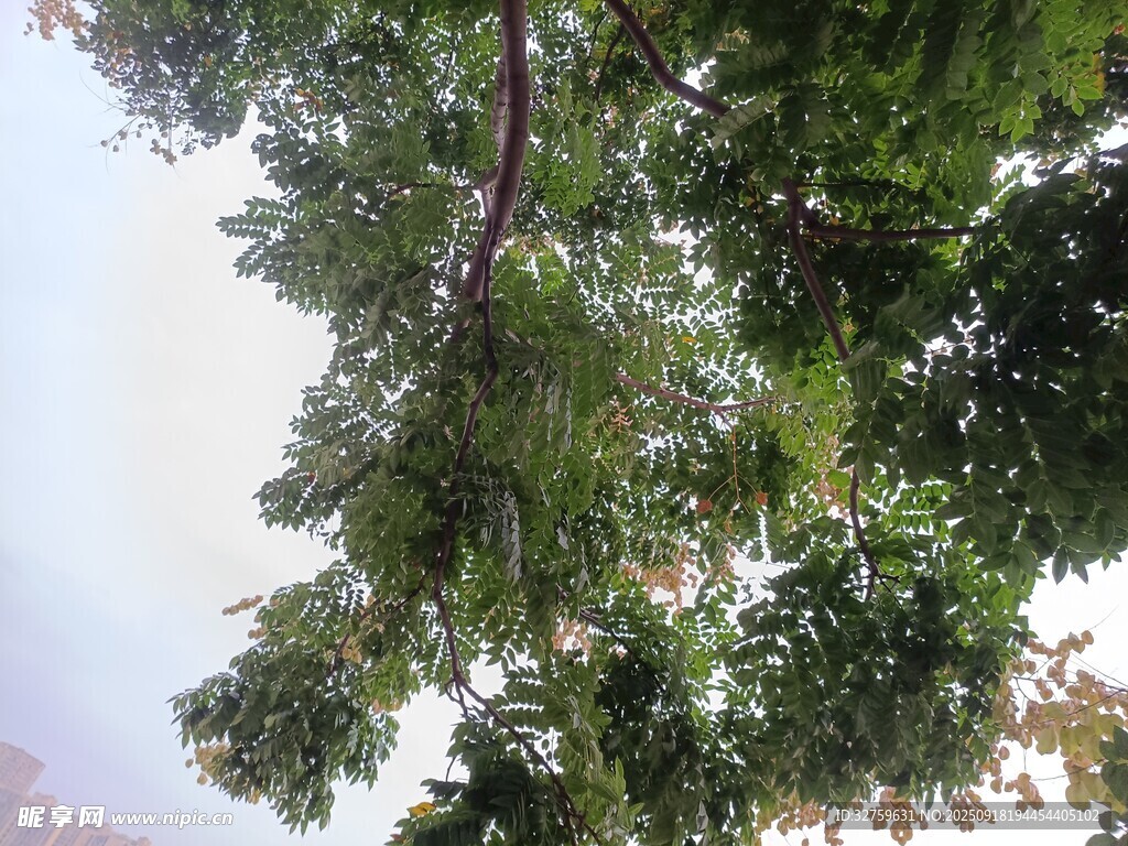 仰视繁茂树枝与绿叶