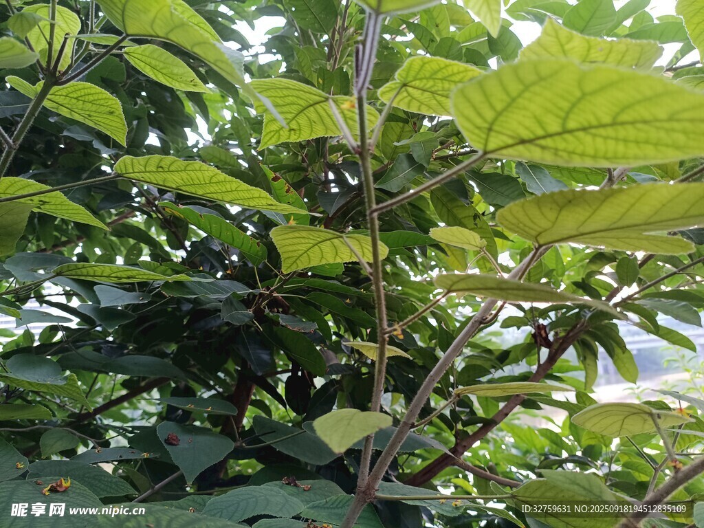 绿叶繁茂的植物景象