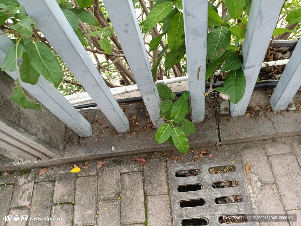 栅栏下生长的绿植与地漏