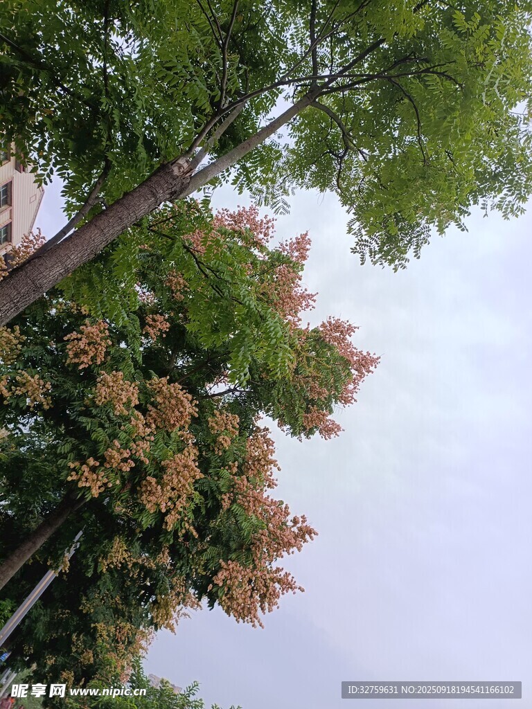 秋日树梢 