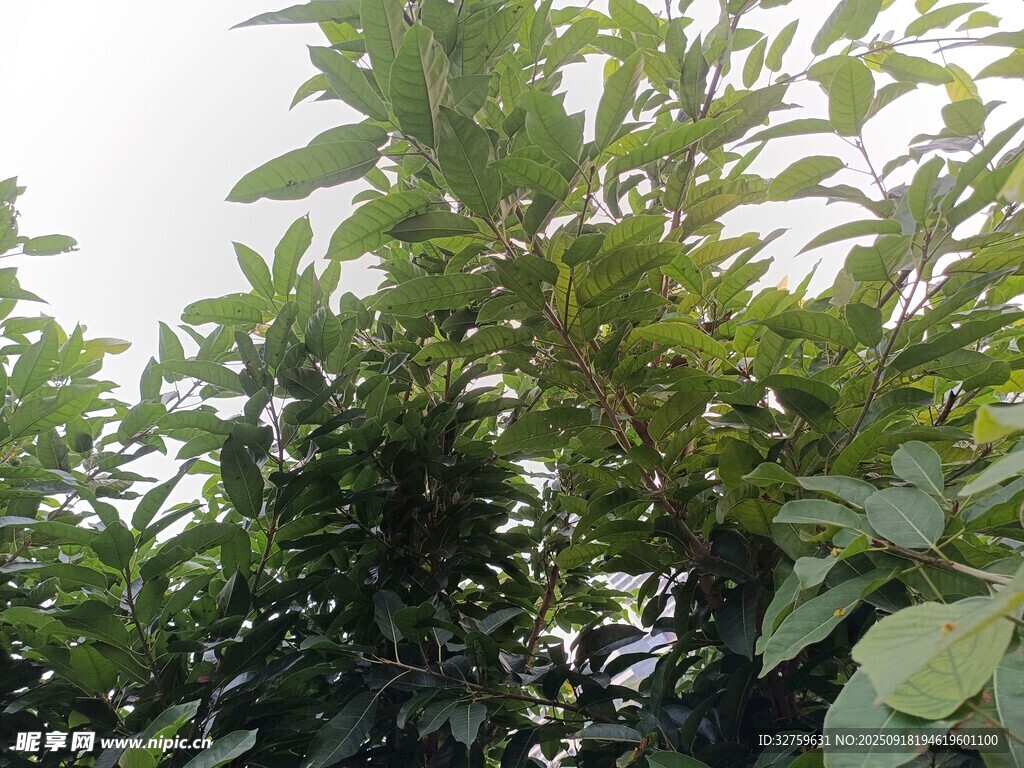 繁茂绿植 