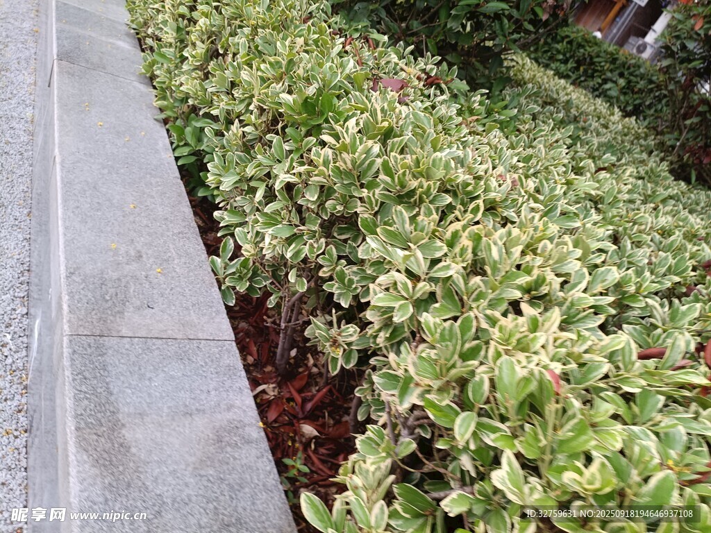 路边绿植景观