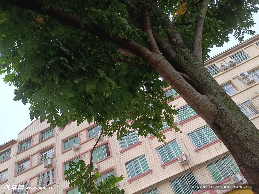大树旁的多层建筑