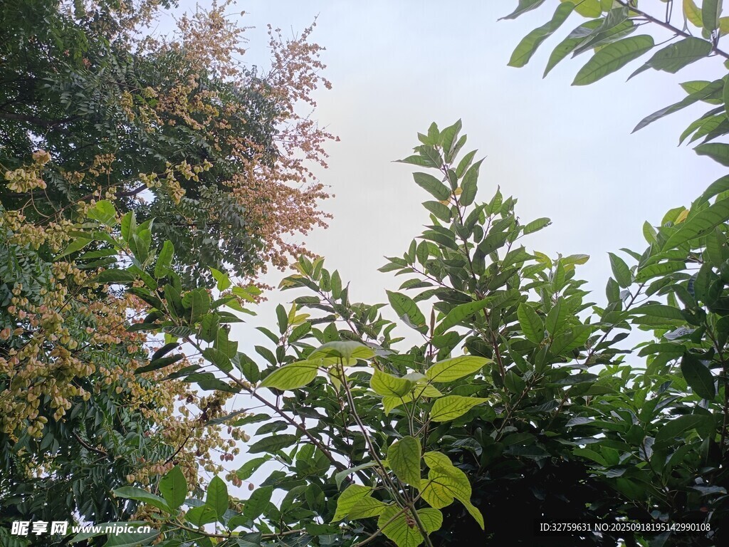 绿叶繁茂的树梢景致