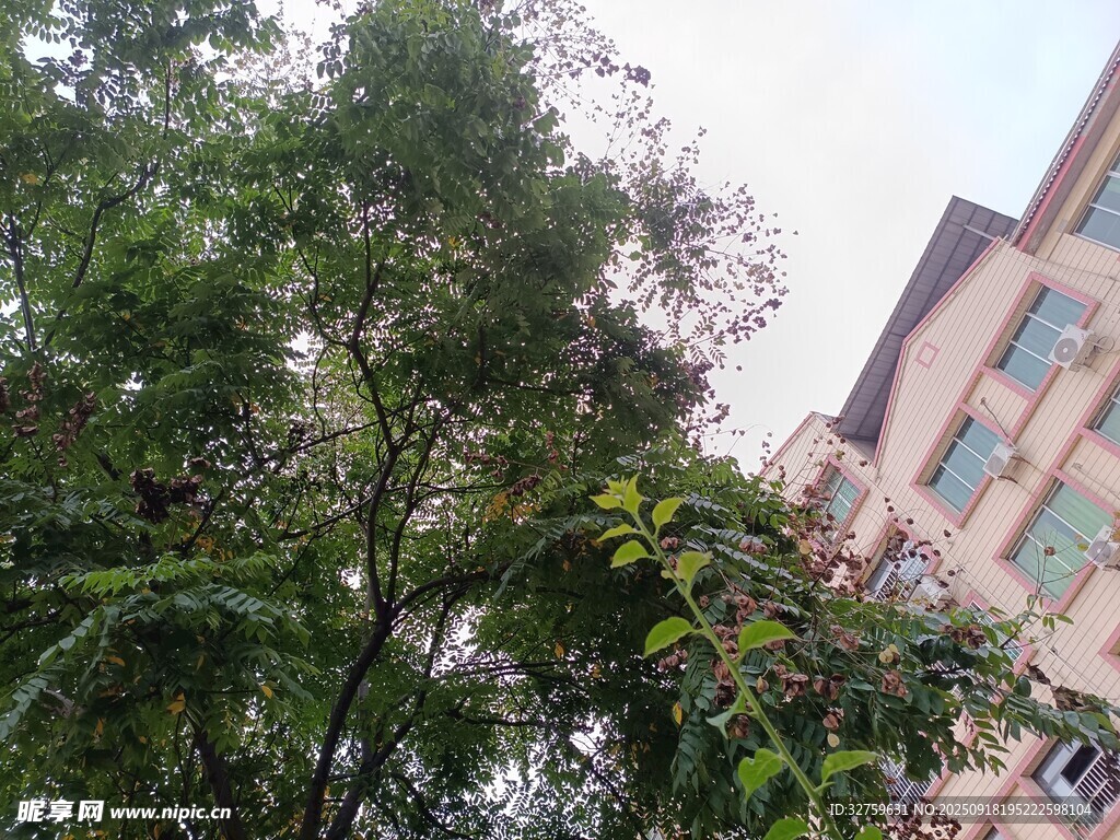 楼前绿树景致