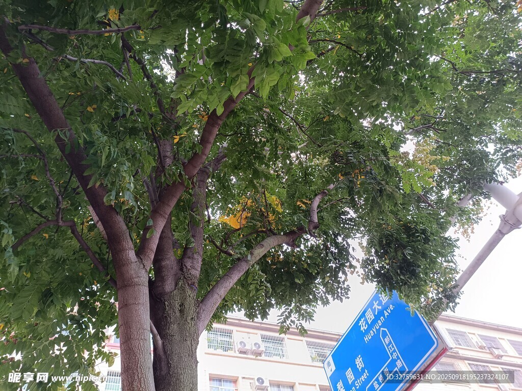 绿树旁的蓝色指示牌