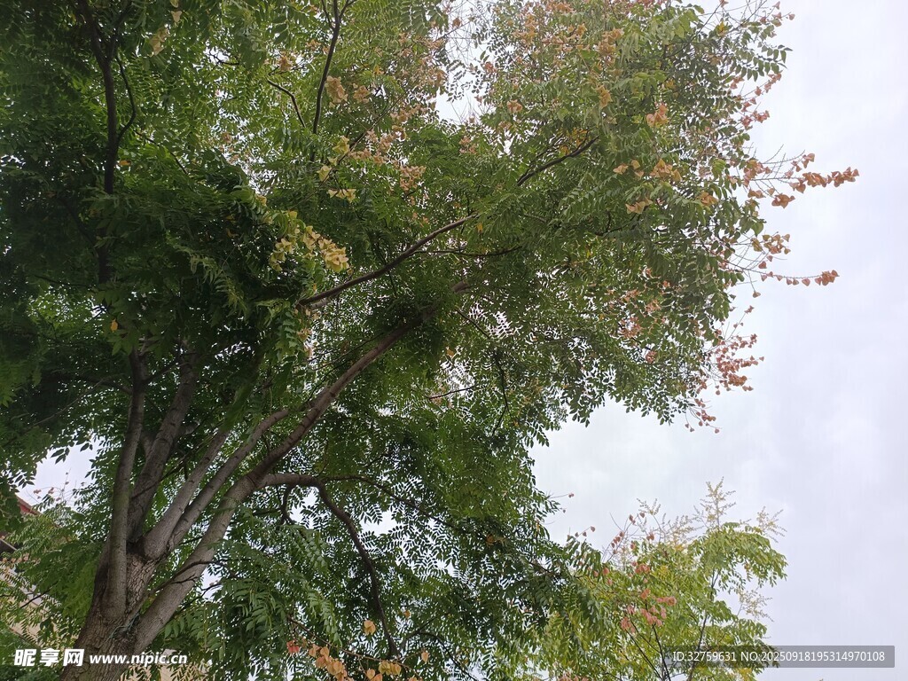 仰视茂密绿树与蓝天