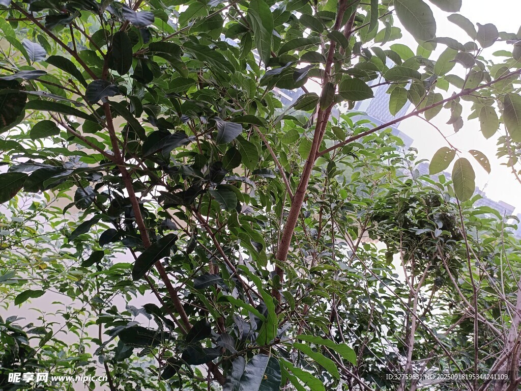繁茂绿植