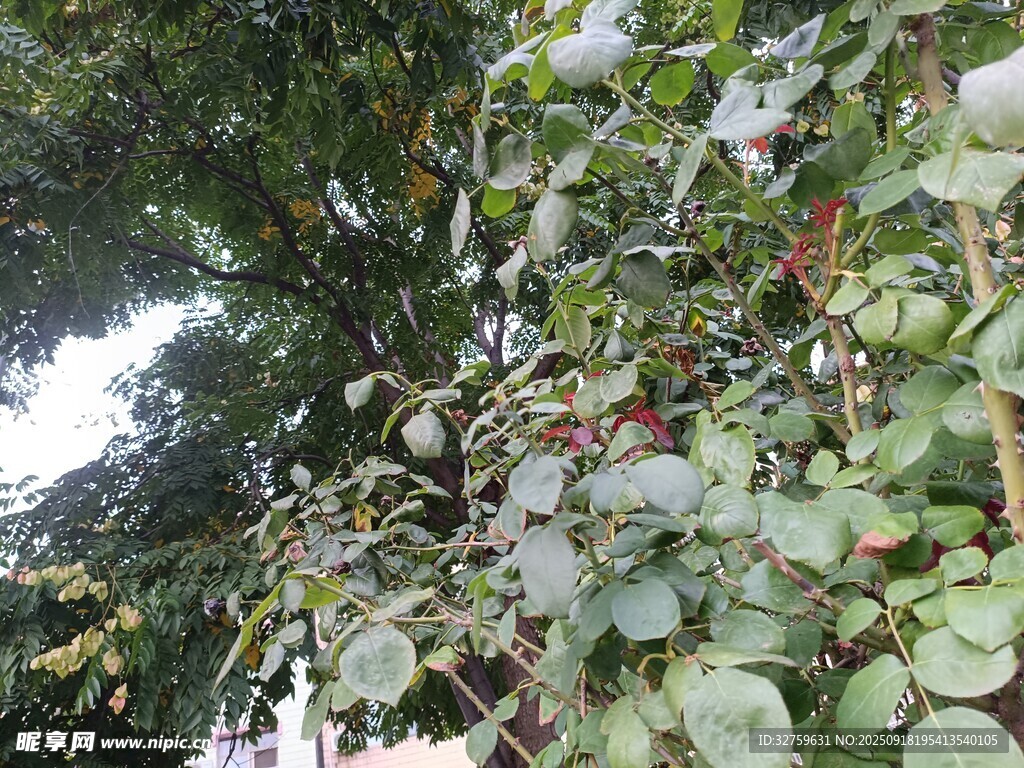 绿叶丛中的多样植物景观