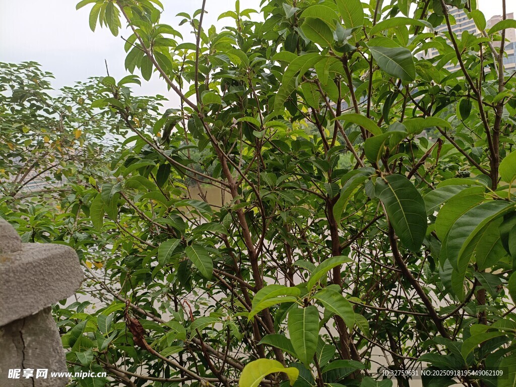 繁茂绿植景观