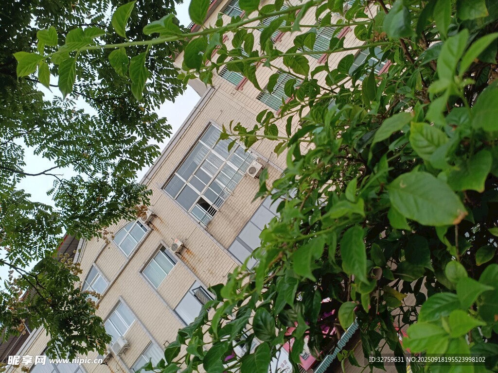 透过枝叶看楼房