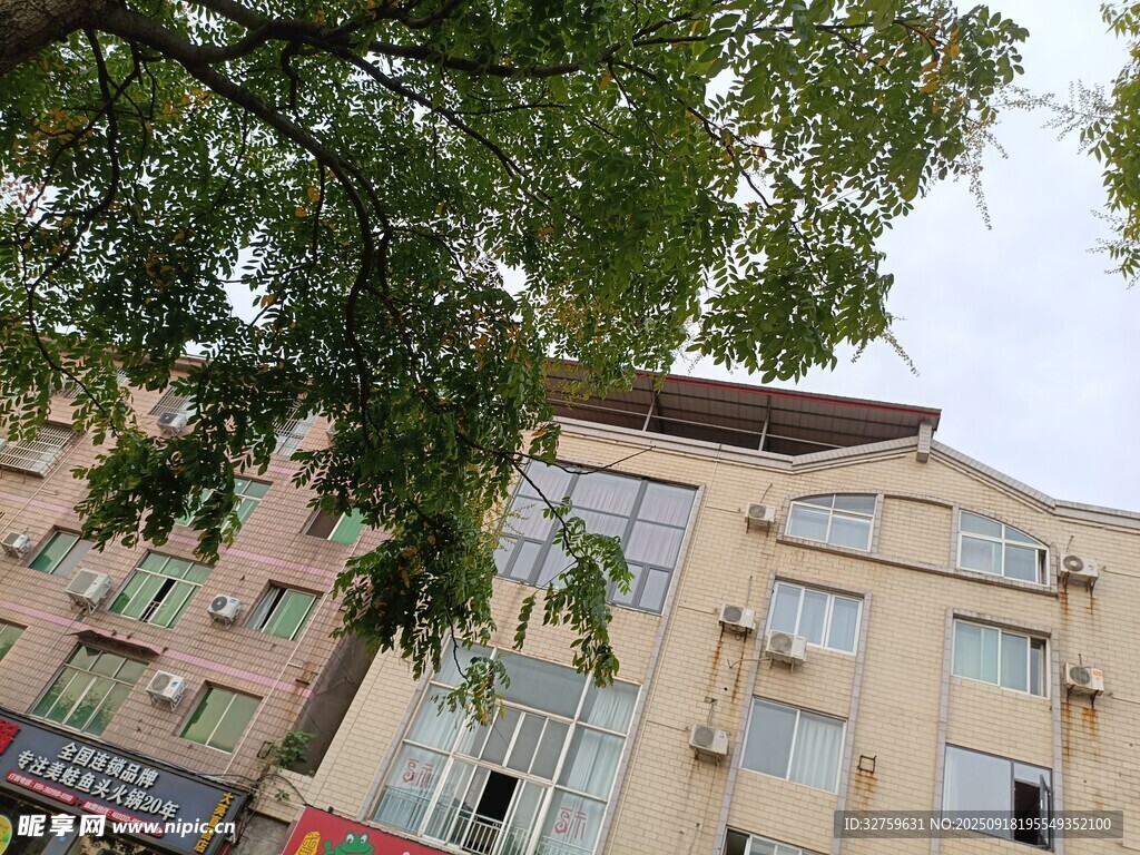 街边多层建筑与绿树