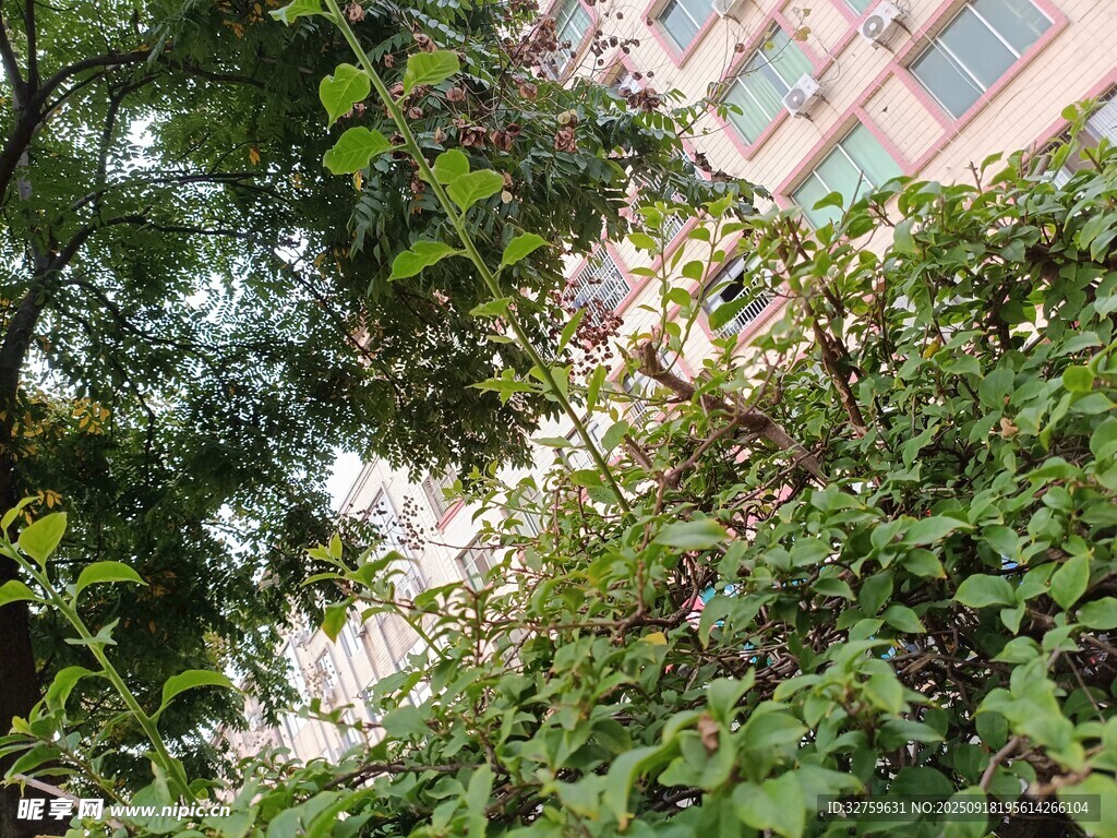 繁茂绿植与背后的建筑物
