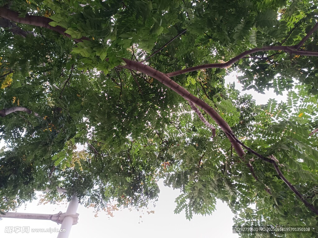 仰视繁茂树枝绿叶