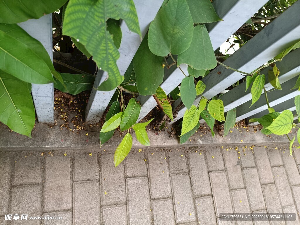 墙边绿植生机盎然
