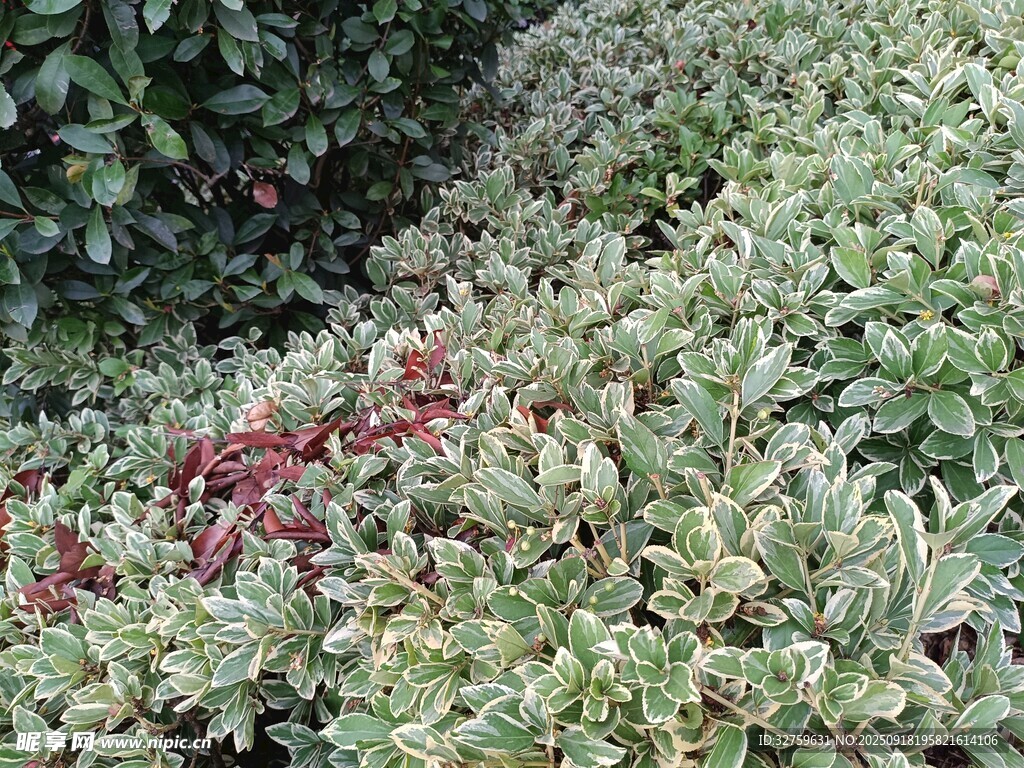 多彩灌木植物景观