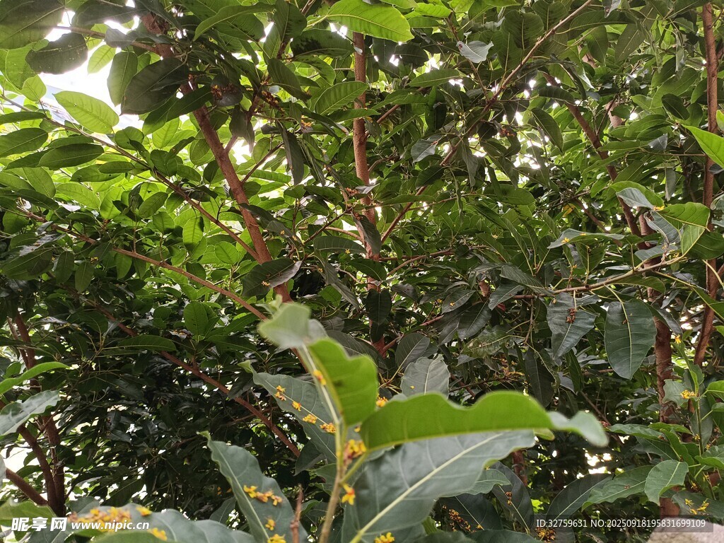 繁茂绿植景观