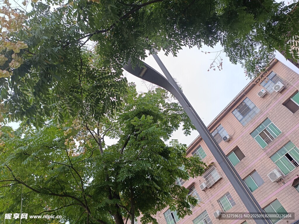 绿树掩映下的粉色建筑