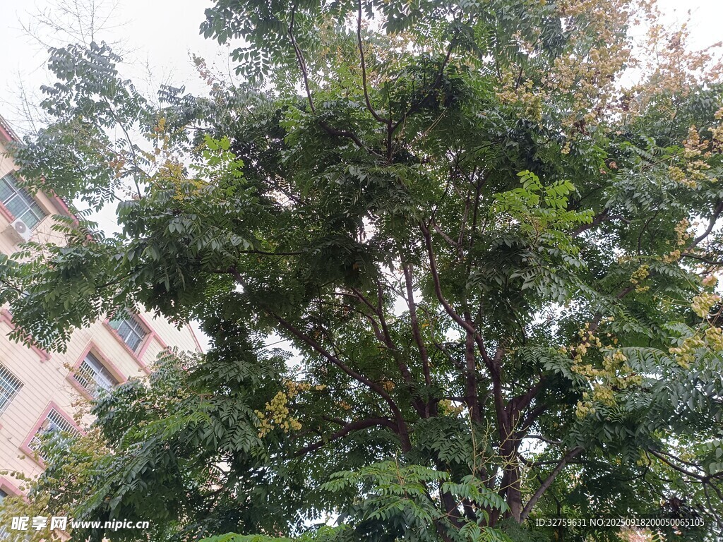 繁茂绿树与背后建筑景观