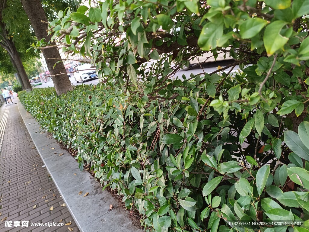 路边绿植景观