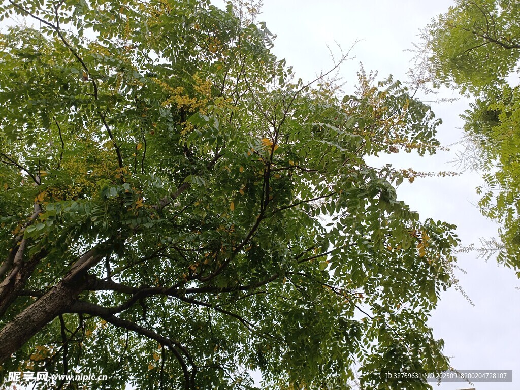 繁茂绿树 