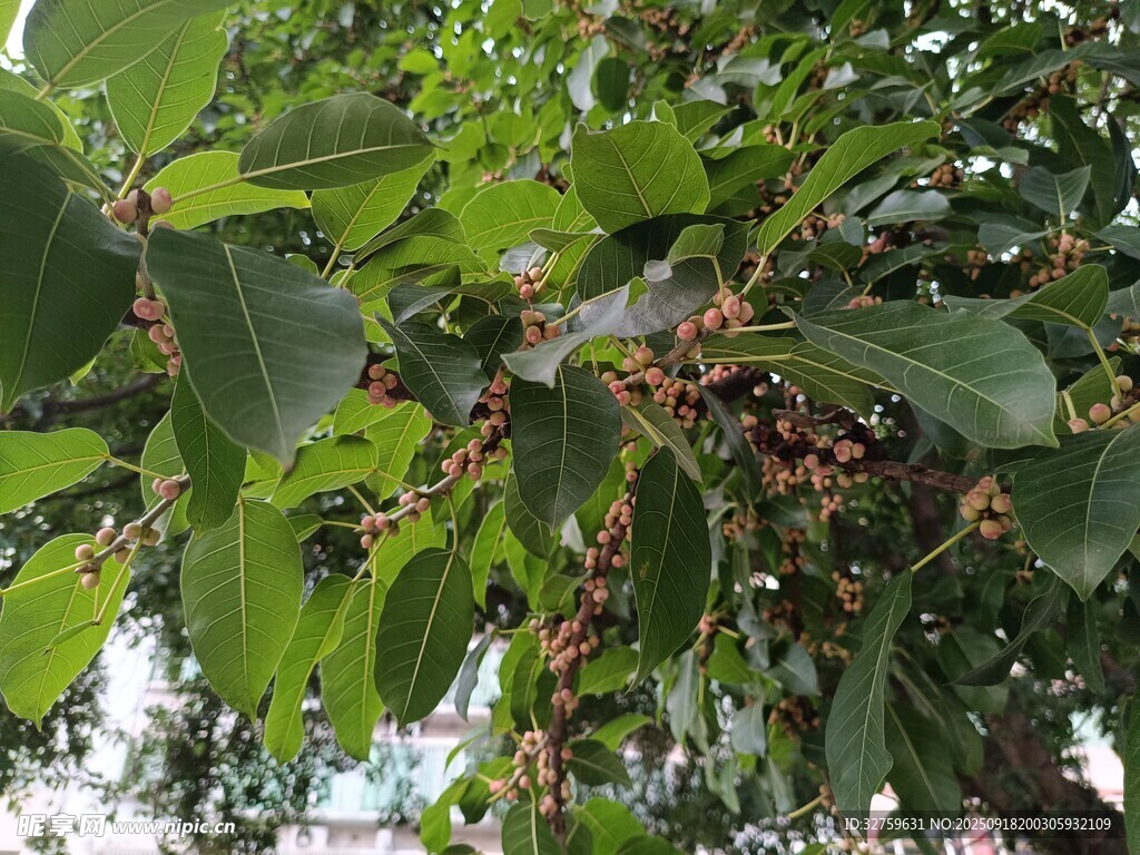 枝头挂满果实的繁茂植物