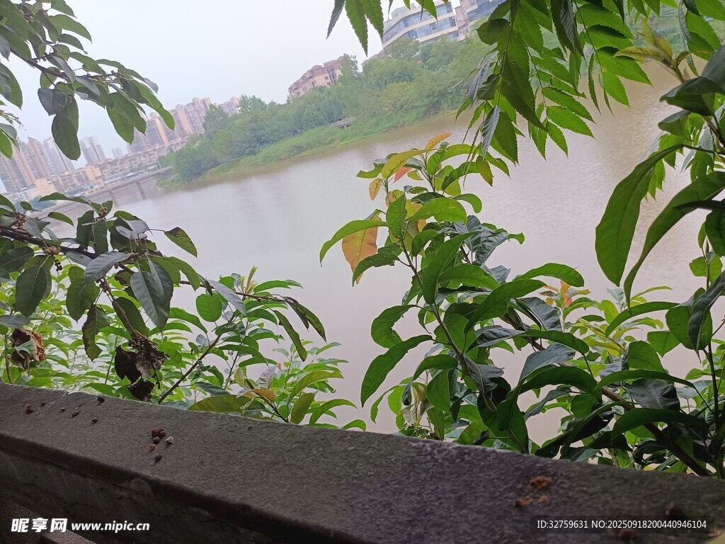 雨中河畔绿植景观