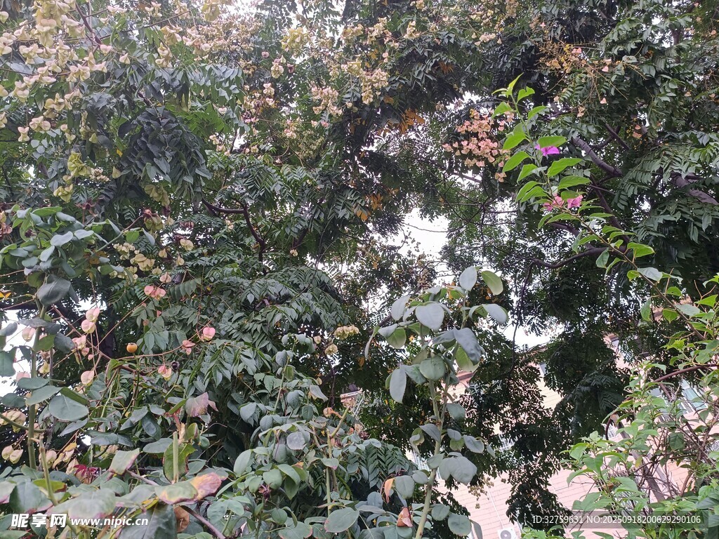 繁茂绿植景观