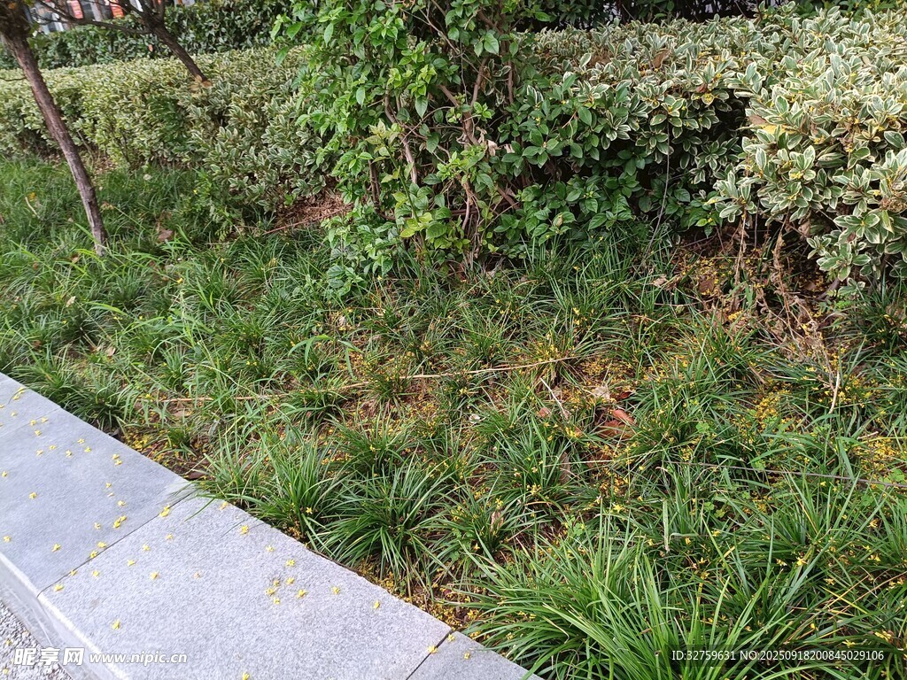 户外草地旁的石板路