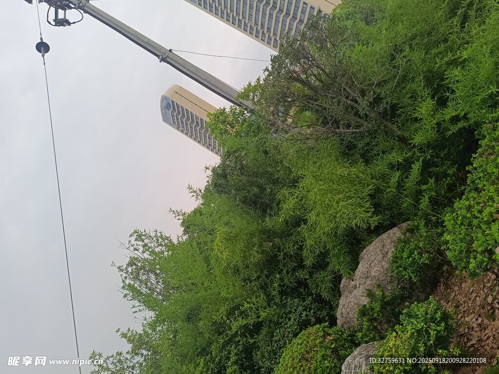 户外绿植与架空电线景观