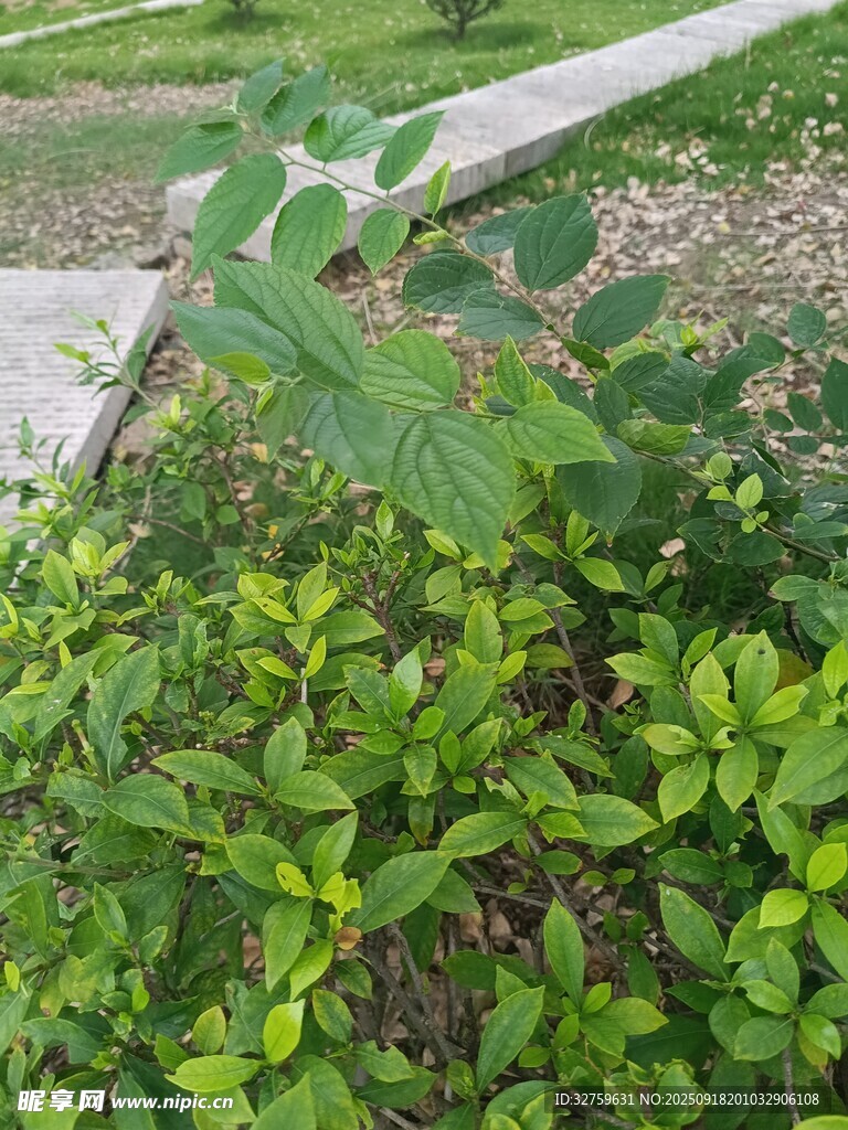 路边生长的绿色植物
