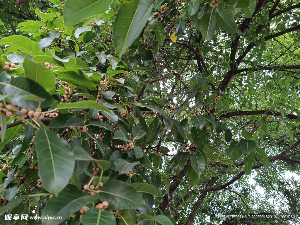 枝叶繁茂的果树