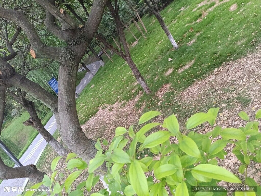 绿意盎然的庭院植物景观