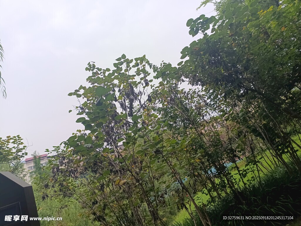 户外茂密树林景观