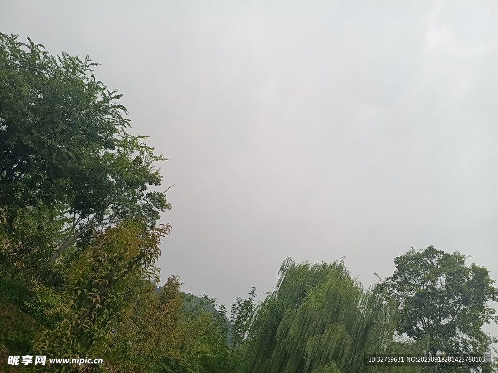 阴天树林景象
