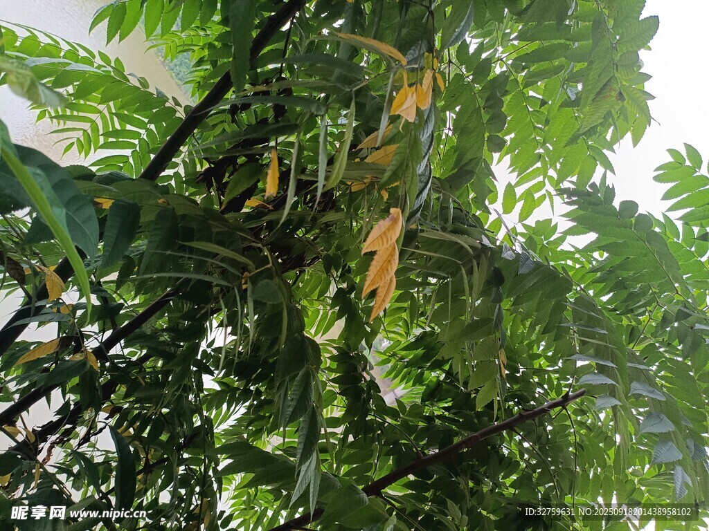 繁茂绿植 