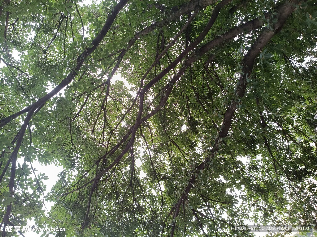 仰视繁茂树枝与绿叶