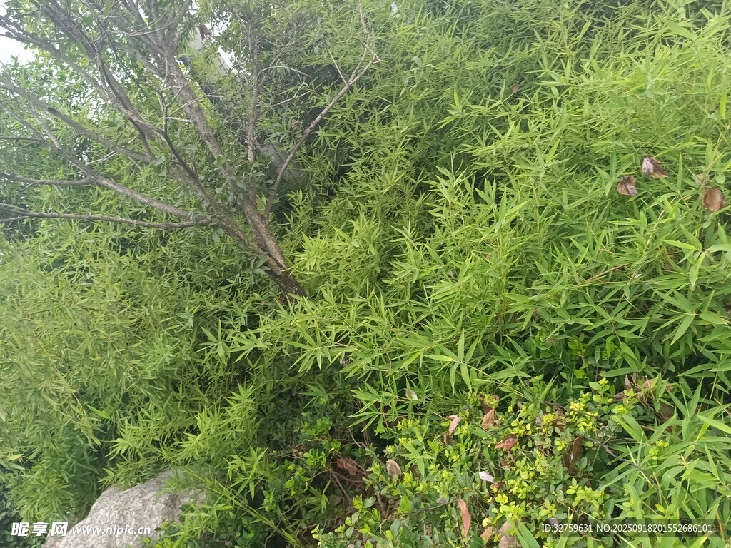 茂密绿植景观