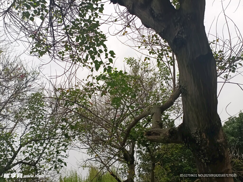 繁茂大树于林间景象