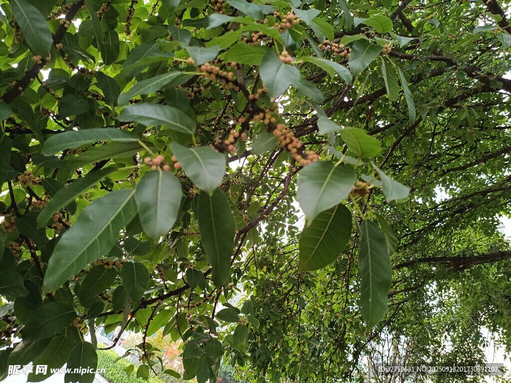 绿叶繁茂的树枝特写