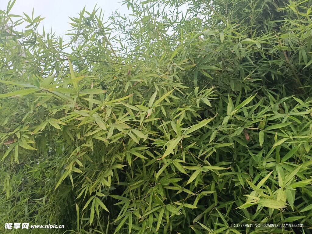 翠绿竹林景致