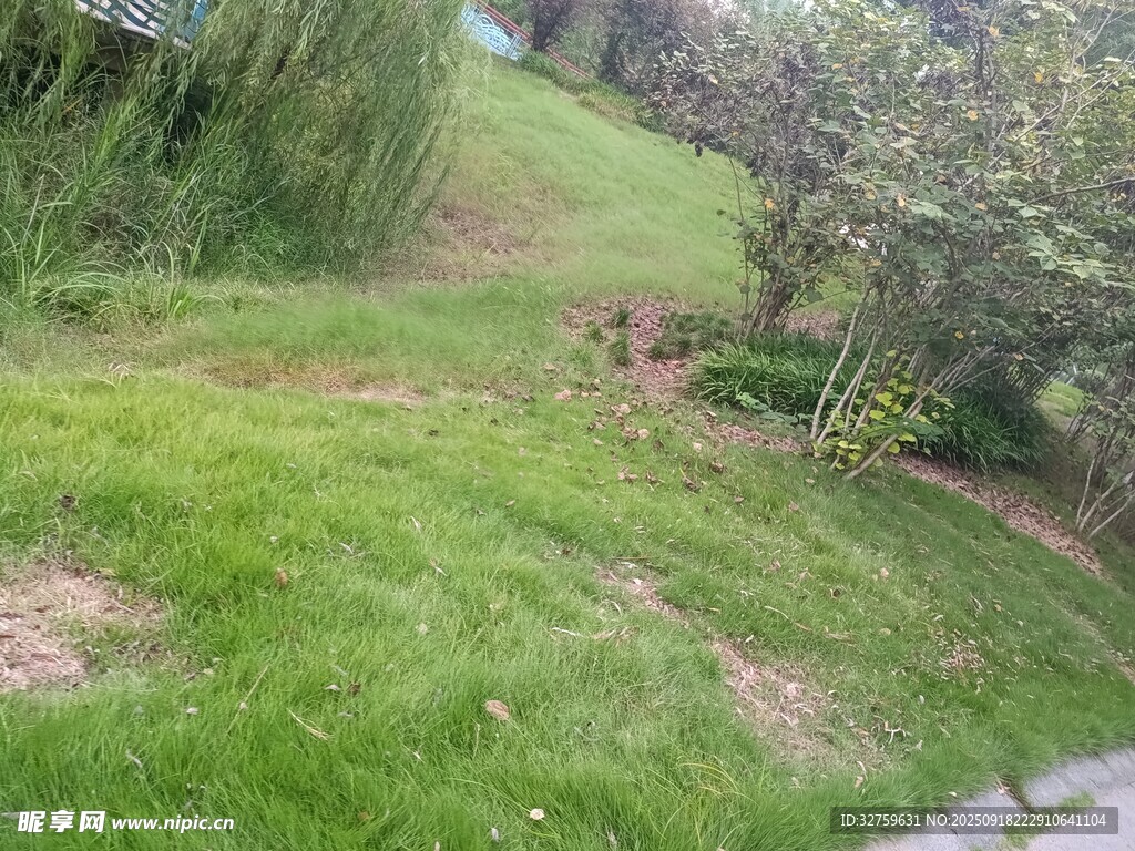 户外绿意盎然的草地景观