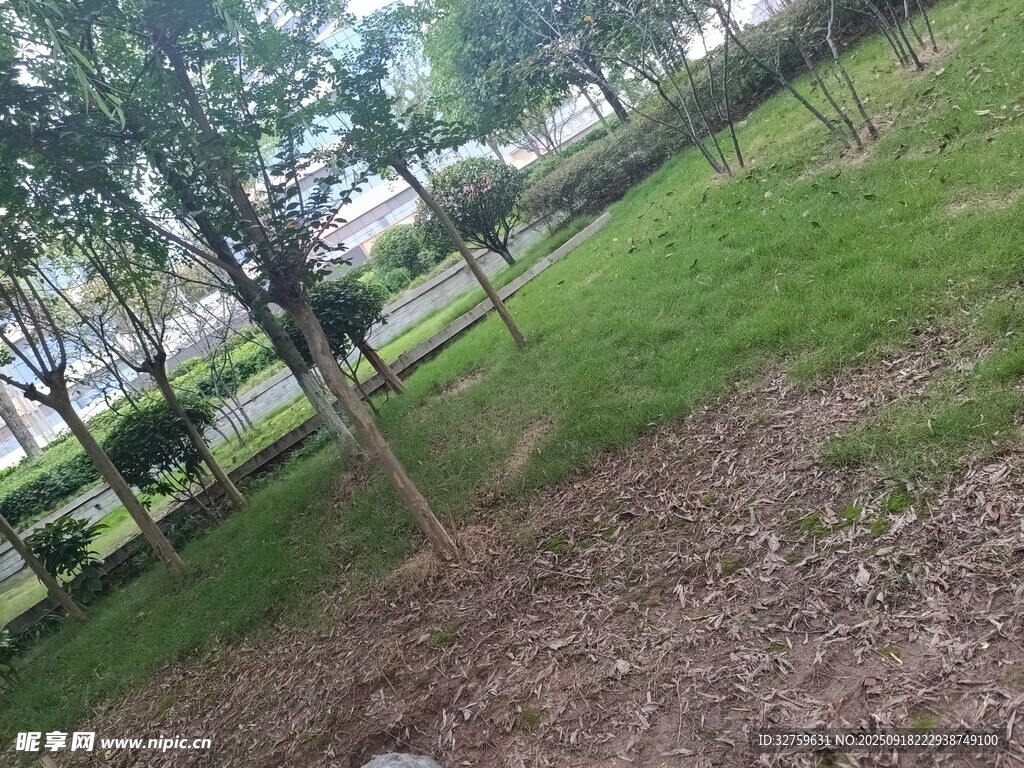 公园绿意盎然的树木草地