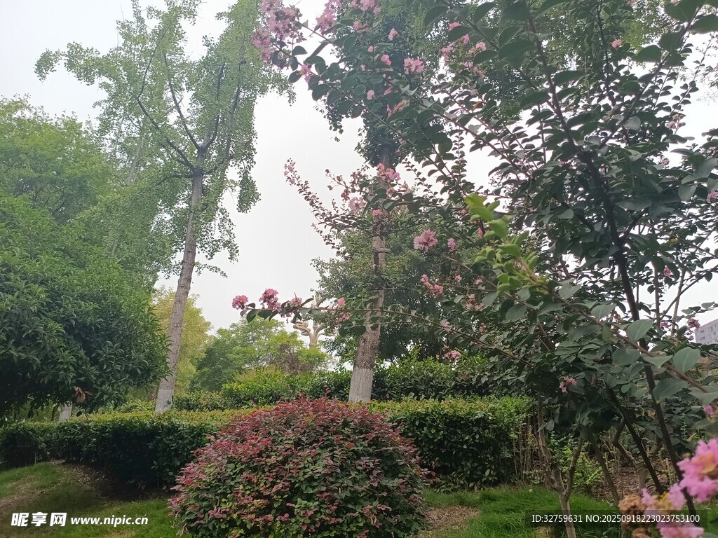 花园中的繁茂绿植花卉