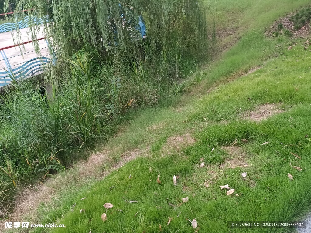岸边草地与垂柳景致