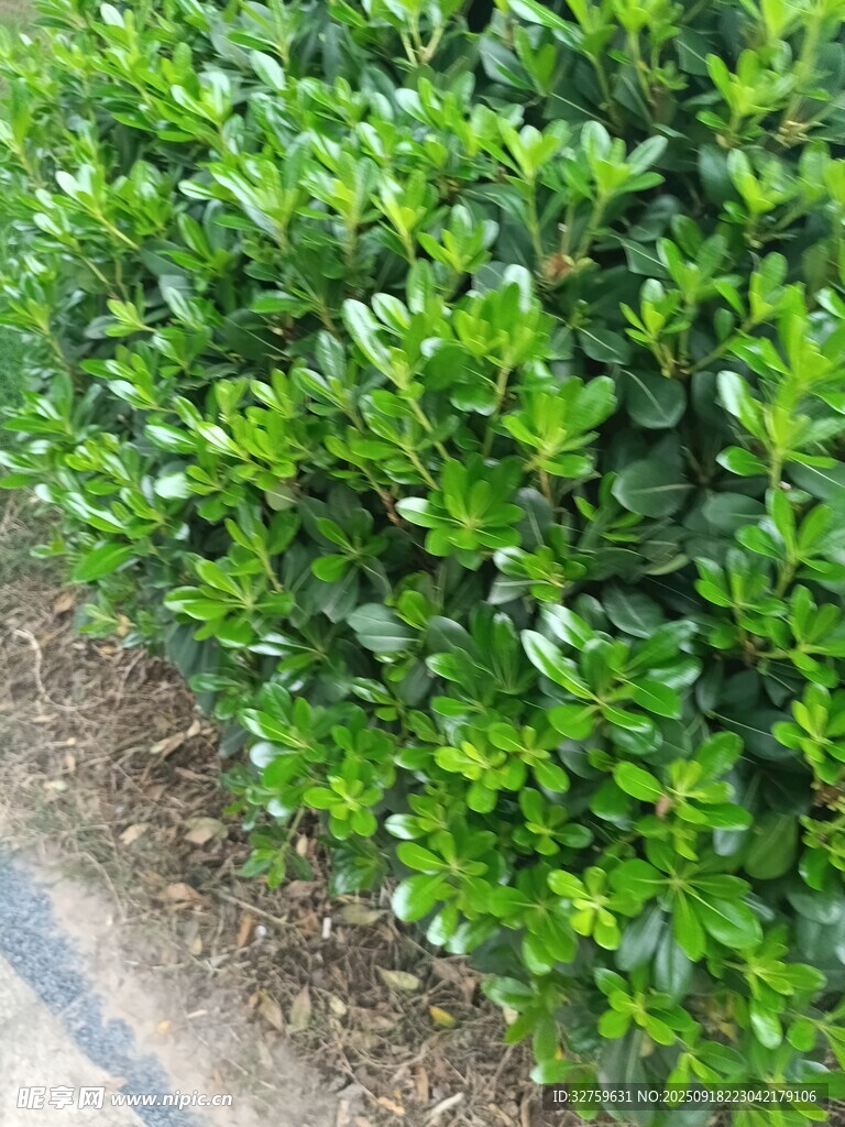翠绿灌木丛的清新景致